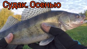 Осенний Судак на мелководье.Приманка Tioga 2.9"