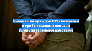 Убедивший граждан РФ вложиться в грибы и шишки наказан принудительными работами