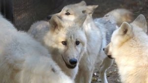 Громкая утренняя перекличка у белых  полярных волков.