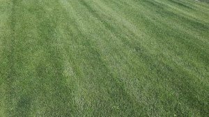 Газон. Мятлик Мэркури. Восстановил из корешков за один сезон с заброшенного поля