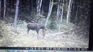 лось на салонце #shorts #лось