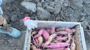 Фричипс - расстройство. Бывает и такое.