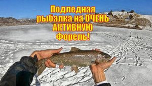 Подледная рыбалка в Колорадо на ОЧЕНЬ АКТИВНУЮ Форель - БЕЗОСТАНОВОЧНОЕ ДЕЙСТВИЕ!