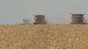 Почему Кошкинский район — северная житница Самарской области