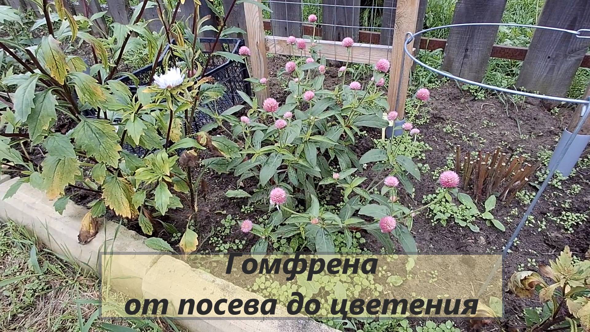 Гомфрена - растение сухоцвет, от посева до цветения. #110