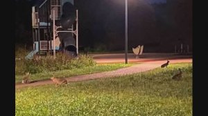 Заячье собрание в Кожухово, Косино-Ухтомский