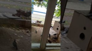 грачи прилетели моих голубей объедать