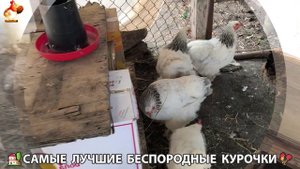 Цыплята и Курочки селяночки лучшие беспородные несушки 🥚 (326)
