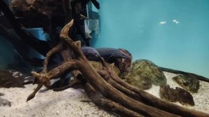 видео из " Москвариума" ( 20 сентября)