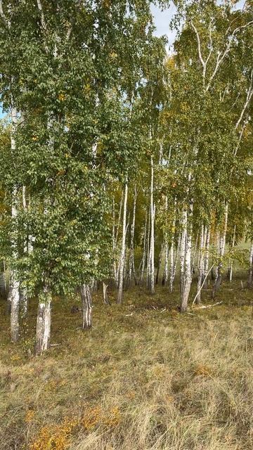 Березовая роща смотреть онлайн