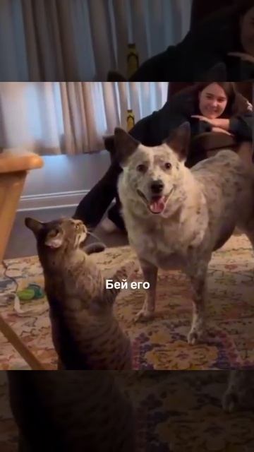 Он ждал разрешения