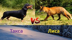 Охота на лису 🦊