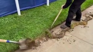 Как же прекрасен идеальный газон