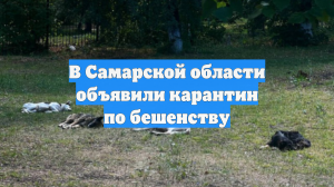 В Самарской области объявили карантин по бешенству