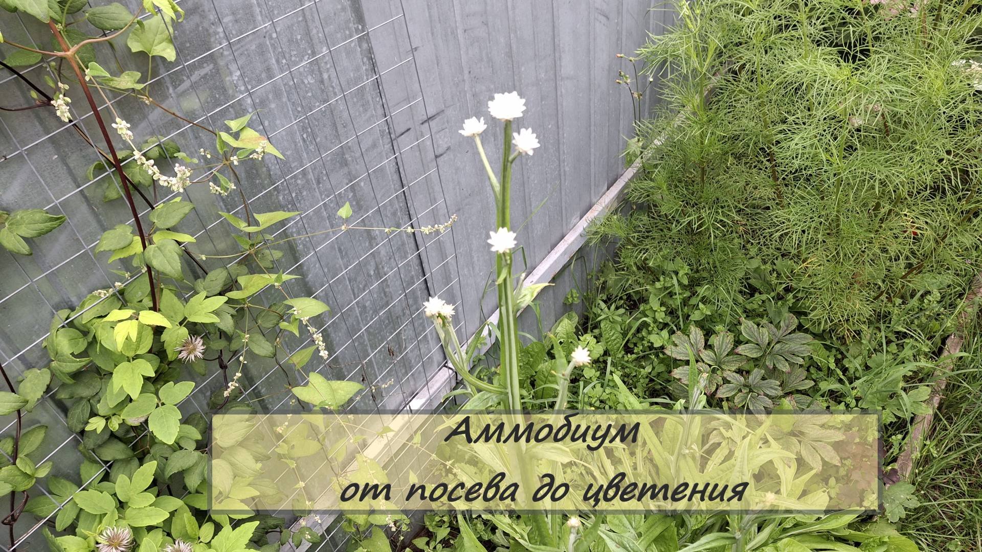 Аммобиум - странный инопланетянин. От посева до цветения. # 114