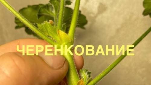 Черенкование пеларгоний