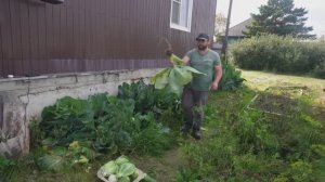 Нарубил капусты на целый год Показываю как я собираю урожай