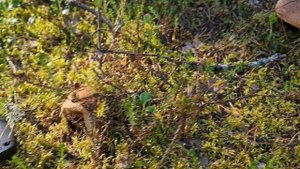 27-28 июля 2025 - за белыми