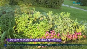 Осеннее обновление цветников Петербурга