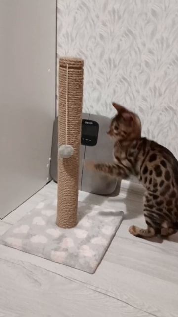 Feline Seduction 👀