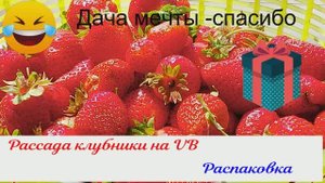 Стоит ли покупать рассаду клубники на VB ? Да стоит !