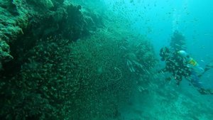 Стая мальков. Мальдивы 2023 School of small fish. Maldives 2023