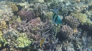 ЕГИПЕТ-2025-ШАРМ. #18 - ПОДВОДНЫЙ МИР. РЫБКИ и КОРАЛЛЫ КРАСНОГО МОРЯ. ПОСЛЕОБЕДЕННЫЙ ЗАПЛЫВ. ДЕНЬ 5