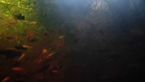 25-09-2025 Мое отсутствие 14 дней. Было-стало))