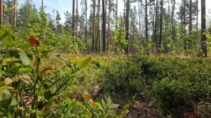 о.Гусиное. р-он Отрадное