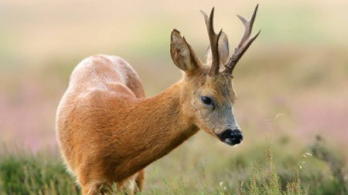 ОХОТА С ПОДХОДА В ГОН КОСУЛИ КРИК ГУРАНА ДОБЫЛ КРУПНОГО САМЦА смотреть онлайн