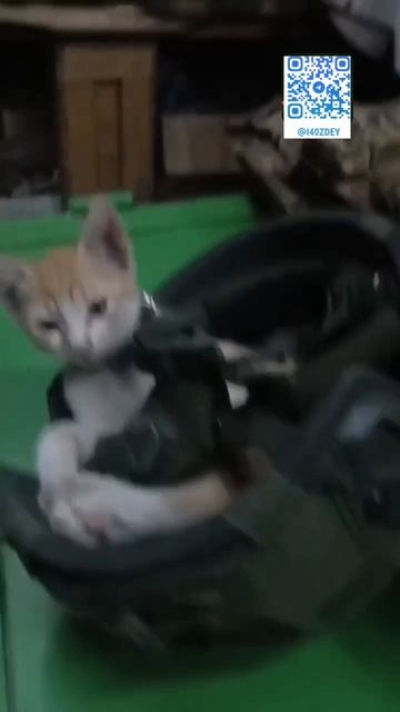 Пушистики оккупировали снаряжение Но, боец снисходителен, ведь впереди у них ночной дозор. смотреть онлайн