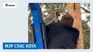 Мэр Чунского округа Николай Хрычов спас застрявшего на дереве кота
