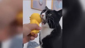 Смешные собаки и кошки