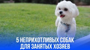 Пять собак для счастливой жизни: кто из них станет вашим лучшим другом без лишних хлопот?