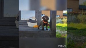 Малыш Балу . бельгийский гриффон. Шоколадный