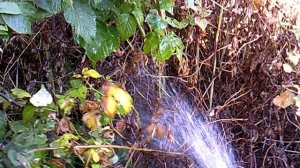 Эпизод полива нашей малины