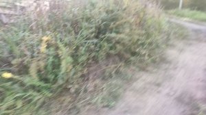 Ника ведёт гулять