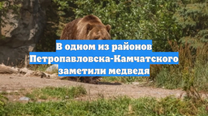 В одном из районов Петропавловска-Камчатского заметили медведя
