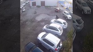 В Петропавловске-Камчатском медведь чуть не напал на женщину.