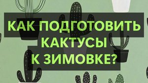 Как подготовить кактусы к зимовке
