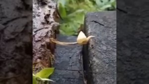 Видео от МЯУтаверс – как метавселенная, но с котами