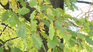 Синоптики рассказали о погоде в Вологодской области