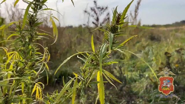 Полицейские Воскресенска уничтожили плантацию дикорастущей конопли смотреть онлайн