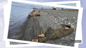 Морж-гигант вышел на берег атомного города Певека