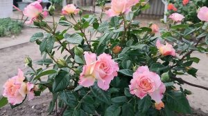 цветение розы Августа -Луиза