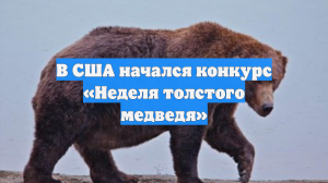 В США начался конкурс «Неделя толстого медведя»