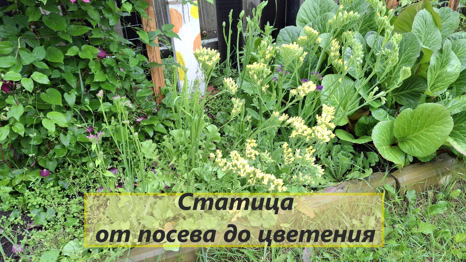 Статица - сухоцвет, от посева до цветения. #108