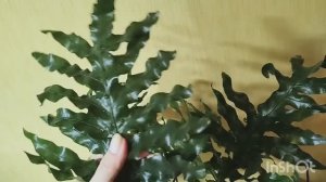 Папоротник.🪴Обрезка✂️и укоренение черенков.🌱🌱