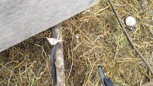 Косили сено осенью. Или заготовка сена закончилась.