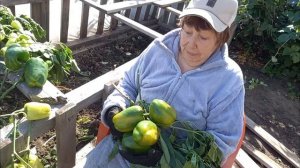 ЗНАТНЫЙ УРОЖАЙ ПЕРЦА !